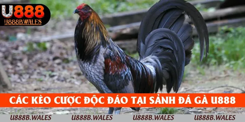 Đá Gà U888 – Sống Động Với Những Trận Chiến Kịch Tính 4 Các kèo cược độc đáo tại sảnh đá gà U888