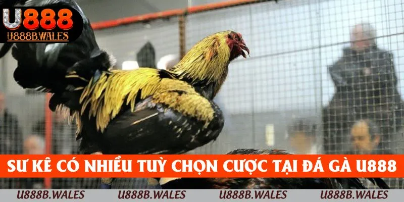 Đá Gà U888 – Sống Động Với Những Trận Chiến Kịch Tính 3 Sư kê có nhiều tuỳ chọn cược tại đá gà U888